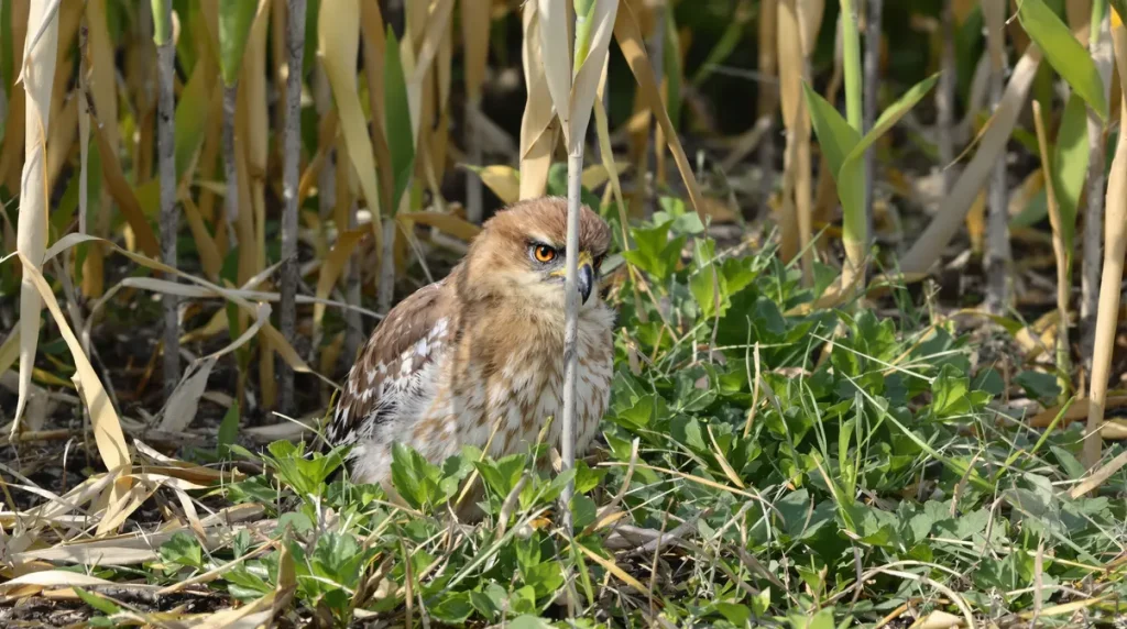 « Si on ne les avait pas protégés, il n’y aurait eu aucun jeune à l’envol » : La Ligue de protection des oiseaux protège la biodiversité en Indre-et-Loire